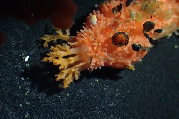 Lissothuria nutriens