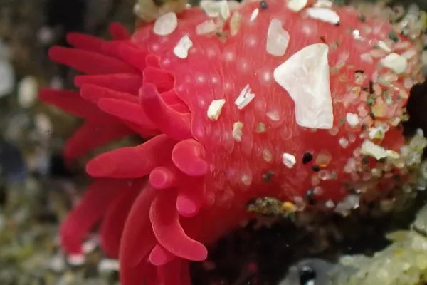 Cribrinopsis albopunctata