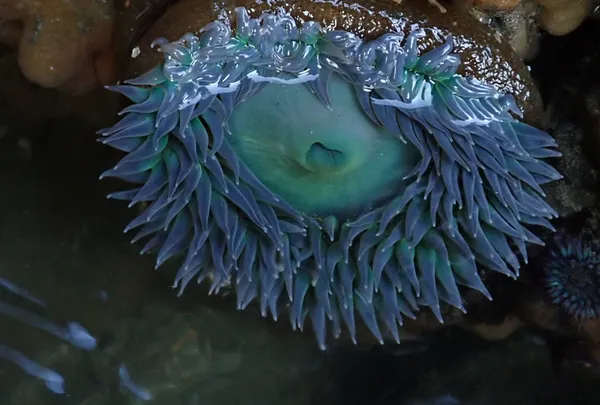 giant green anemone