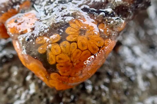 Botryllus schlosseri