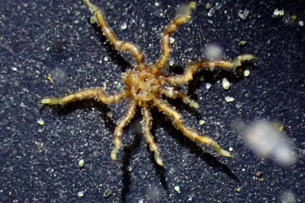 Tanystylum californicum?