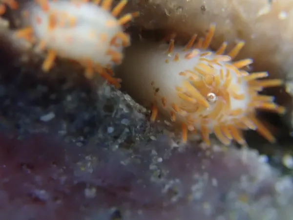 nesting clam siphon (thanks to J. Goddard)