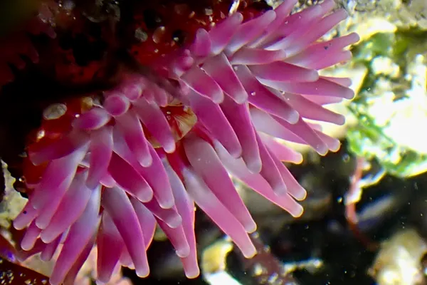 Pacific stubby rose anemone