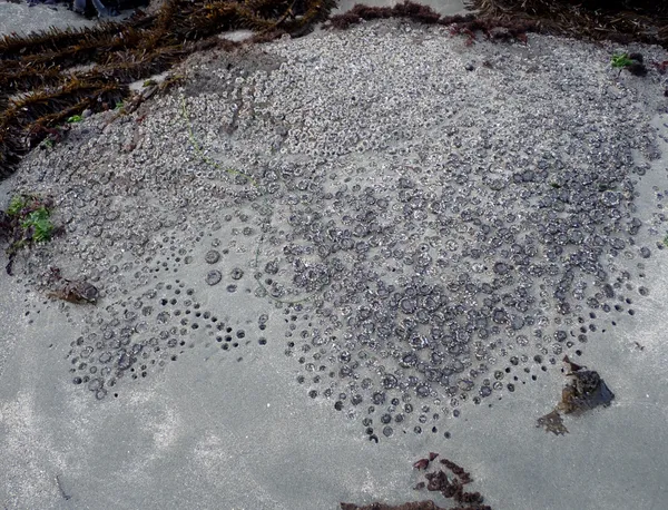 aggregating anemone, sinking into the sand