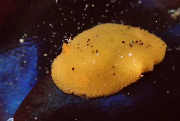 Archidoris montereyensis