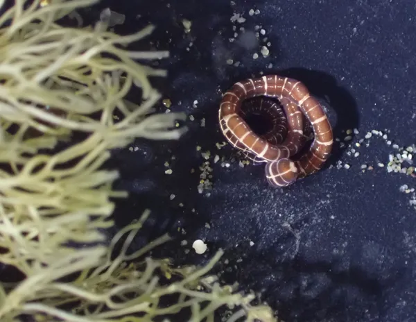 Tubulanus sexlineatus