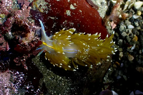 Hermissenda opalescens