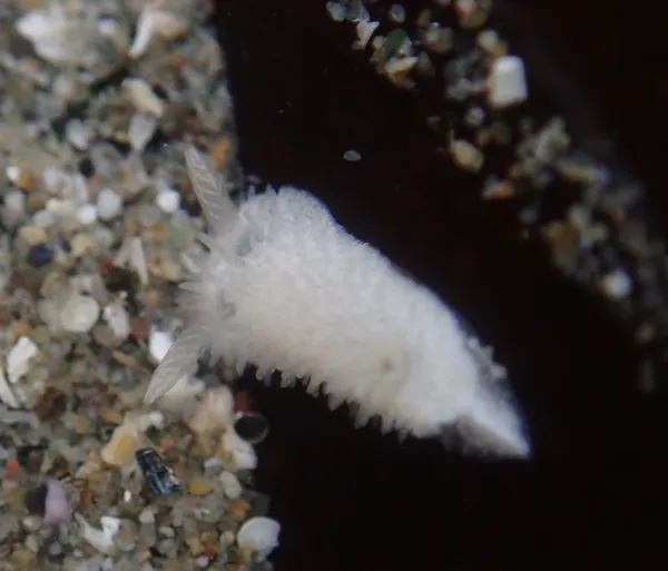Diaphorodoris lirulatocauda; really tiny, less than 1 cm.