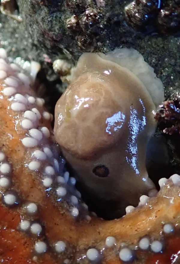 amazing; starfish eating a D. sandiegensis?