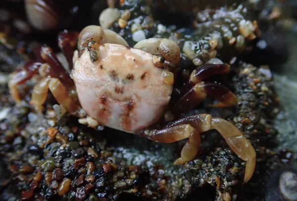 (tiny) crab with a face on his back