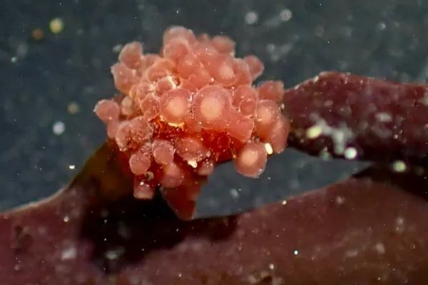 Rhodymeniocolax botryoides; thanks to J. Goddard for ID