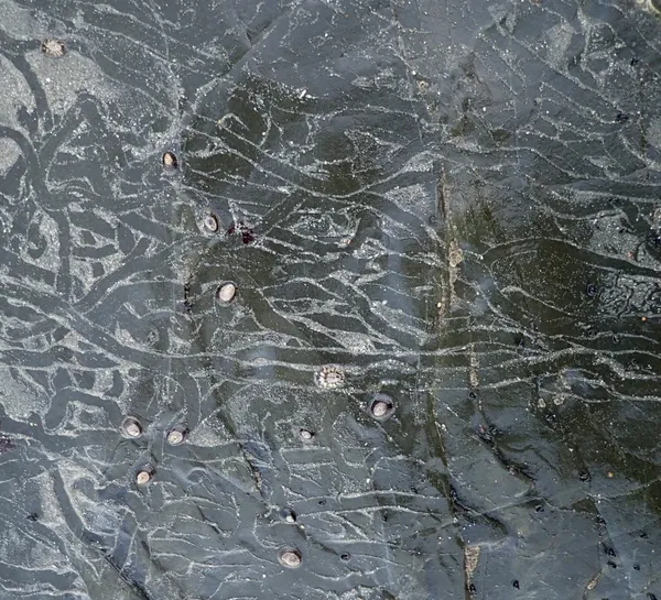 busy night for the limpets