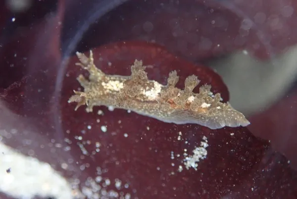 Dendronotus subramosus; both the orange one and the brown, above