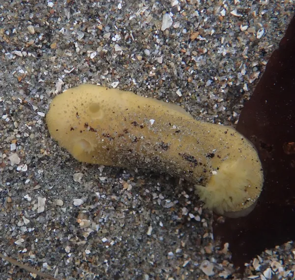 Archidoris montereyensis