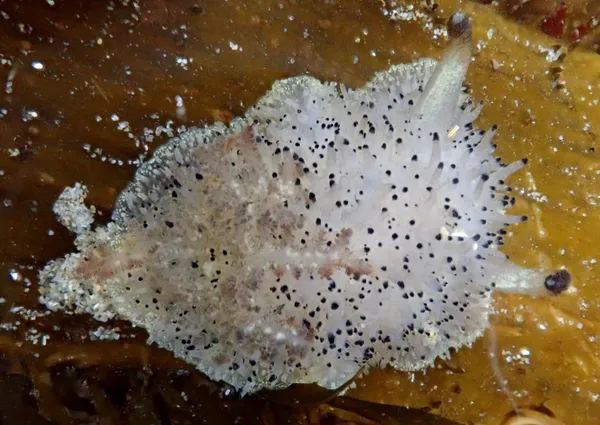 Acanthodoris rhodoceras; this one was not in the same four square yards as all the others, but not far away.