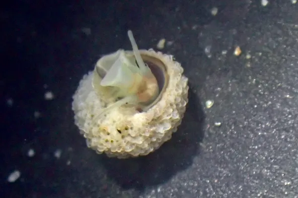 two mystery snails encased in, maybe, bryozoan?