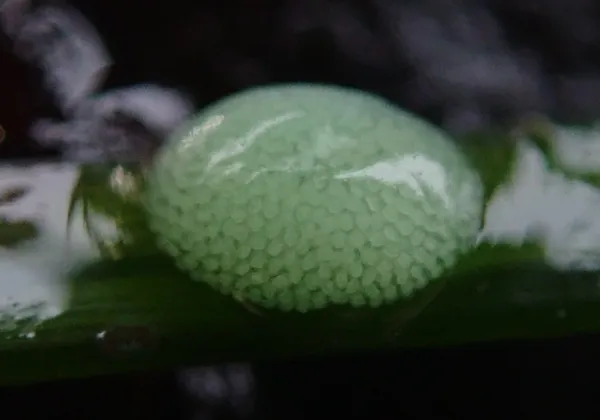 green speck on eelgrass