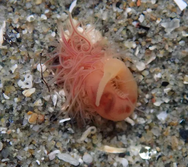 spaghetti worm; species?