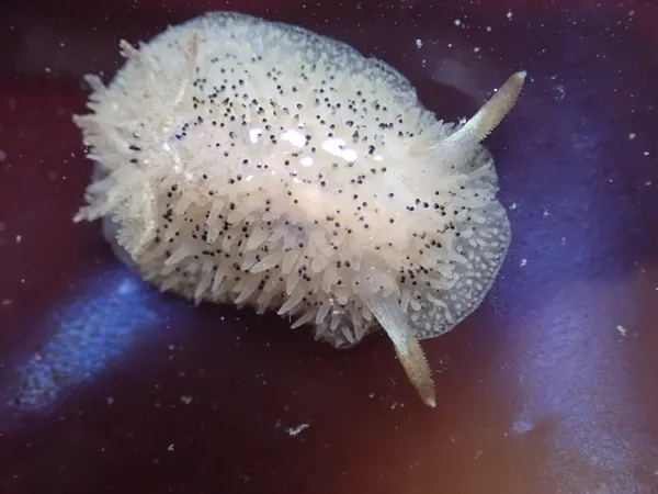 Acanthodoris rhodeceras