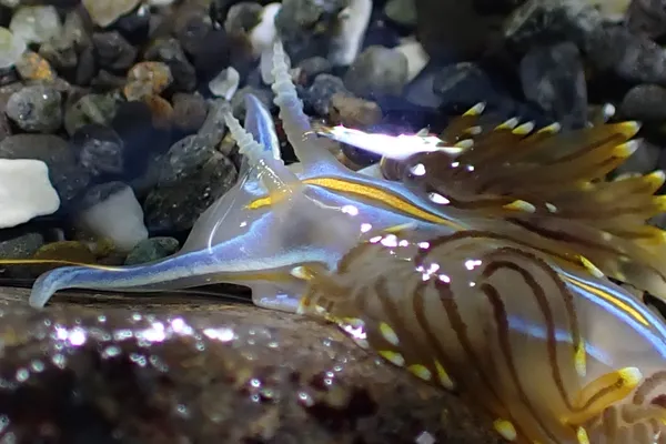 Hermissenda opalescens