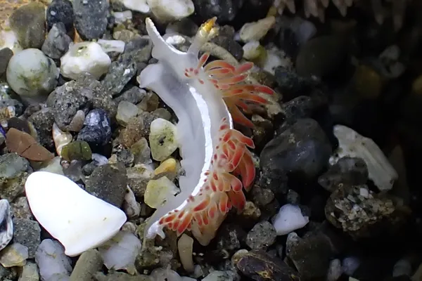 Orienthella trilineata