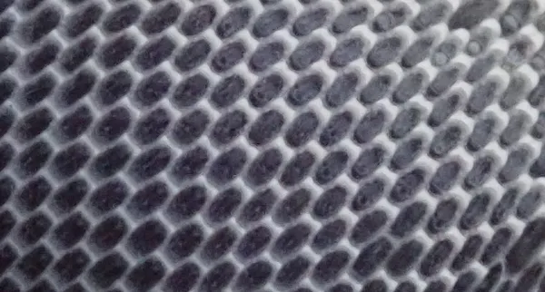 Kelp-encrusting bryozoan