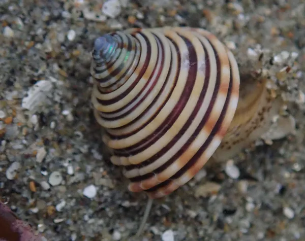Calliostoma canaliculatum