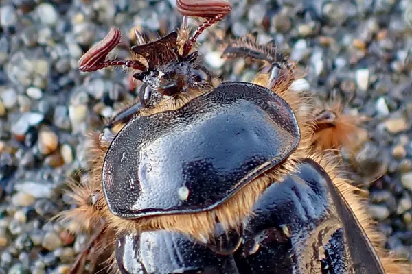 Pleocoma behrensi; thanks to G. St. Denis for ID