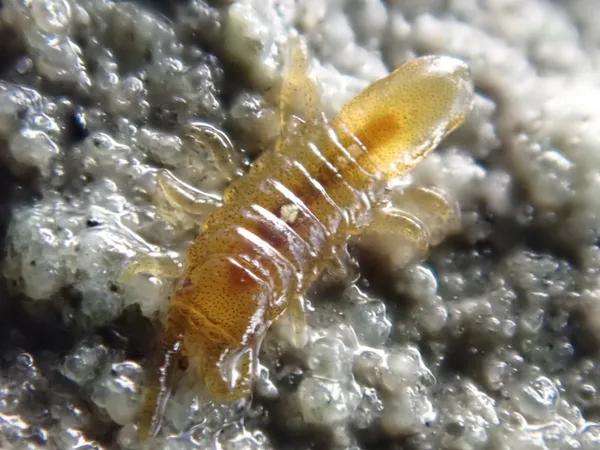some kind of isopod?   tiny (less  than 1 cm; those are grains of sand in the background), under rocks in the upper tidal zone.