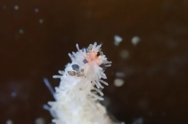 Eupentacta quinquesemita