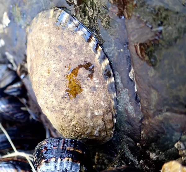 maybe Lottia gigantea, anyway a hefty limpet.