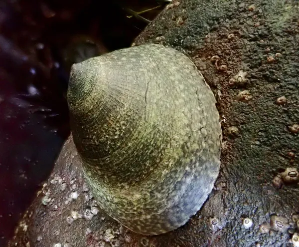 maybe Tectura persona