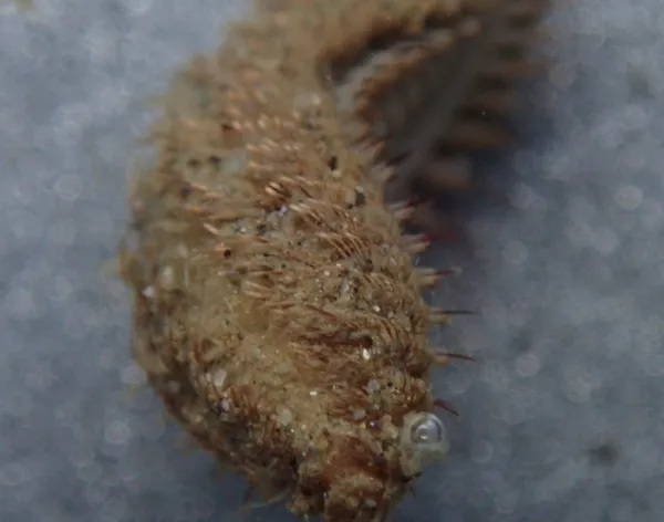 sea mouse