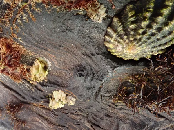 limpets on a huge beached log