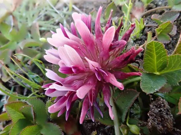 Trifolium wormskioldii