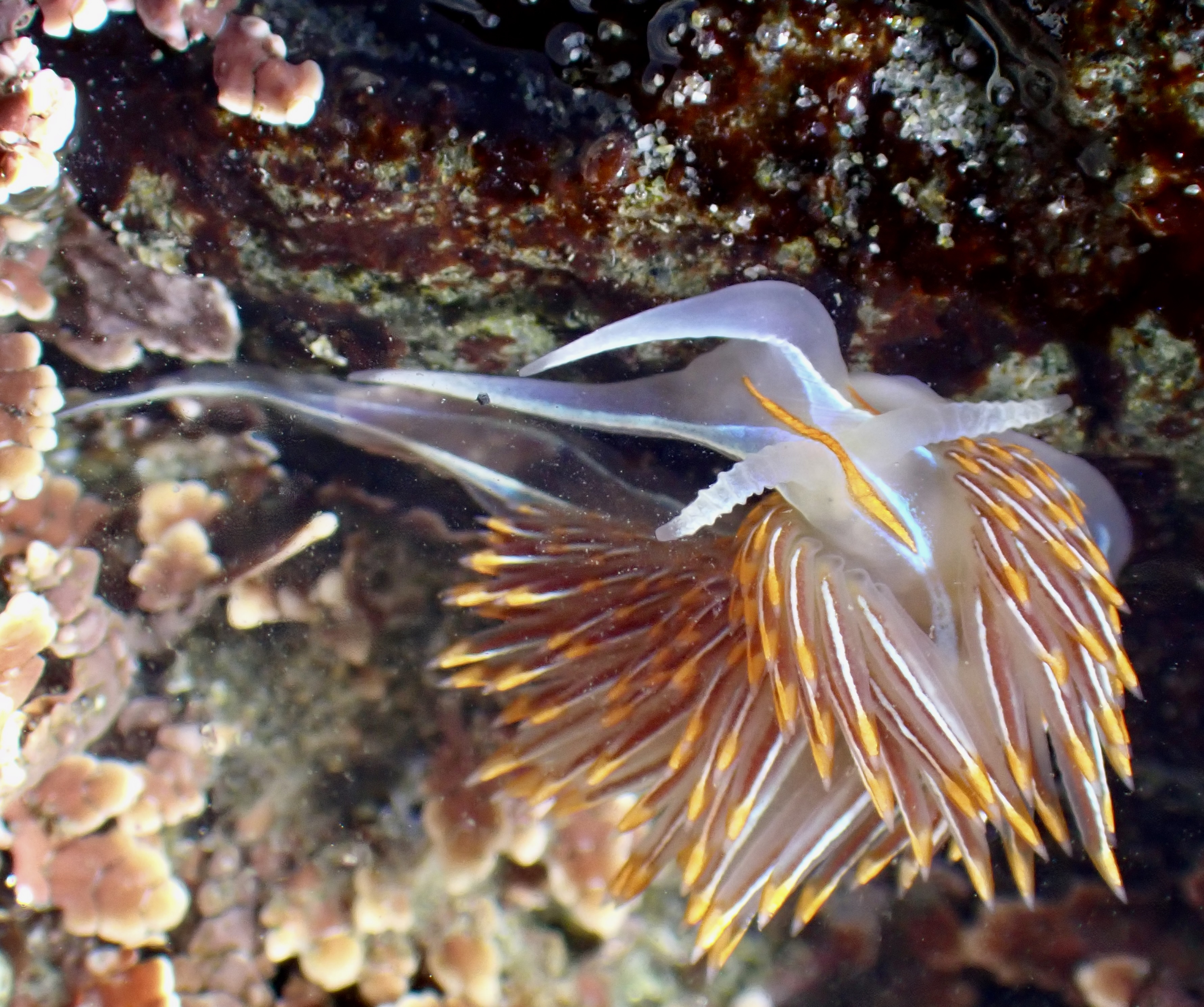 Nudibranch